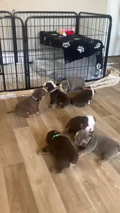 English Bulldog dogs for sale: Stunning English bulldogs - Video 1
