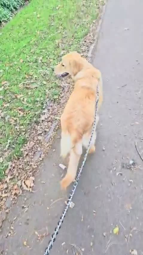 Golden Retriever dogs for sale: 8 months girl - Video 1