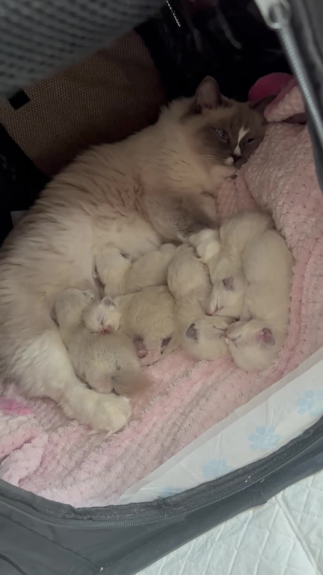 Ragdoll cats for sale: Bundles of joy ❤️  - Video 1