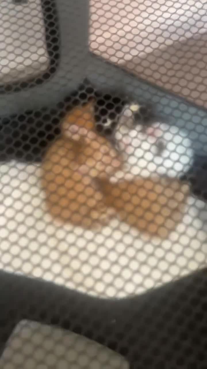 Mixed Breed cats for sale: 3 male kittens  in Northampton - Video 1