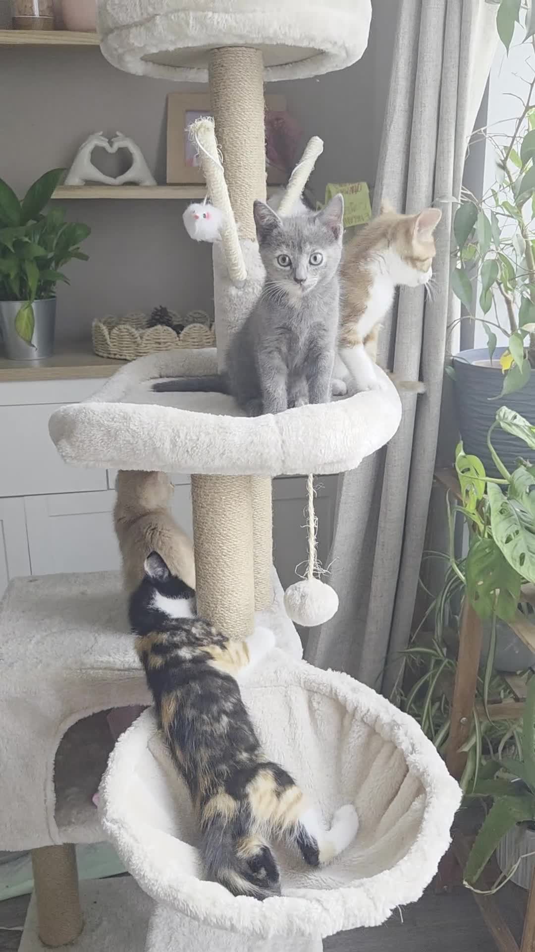 Mixed Breed cats for sale: Kittens for sale in Northwich - Video 1