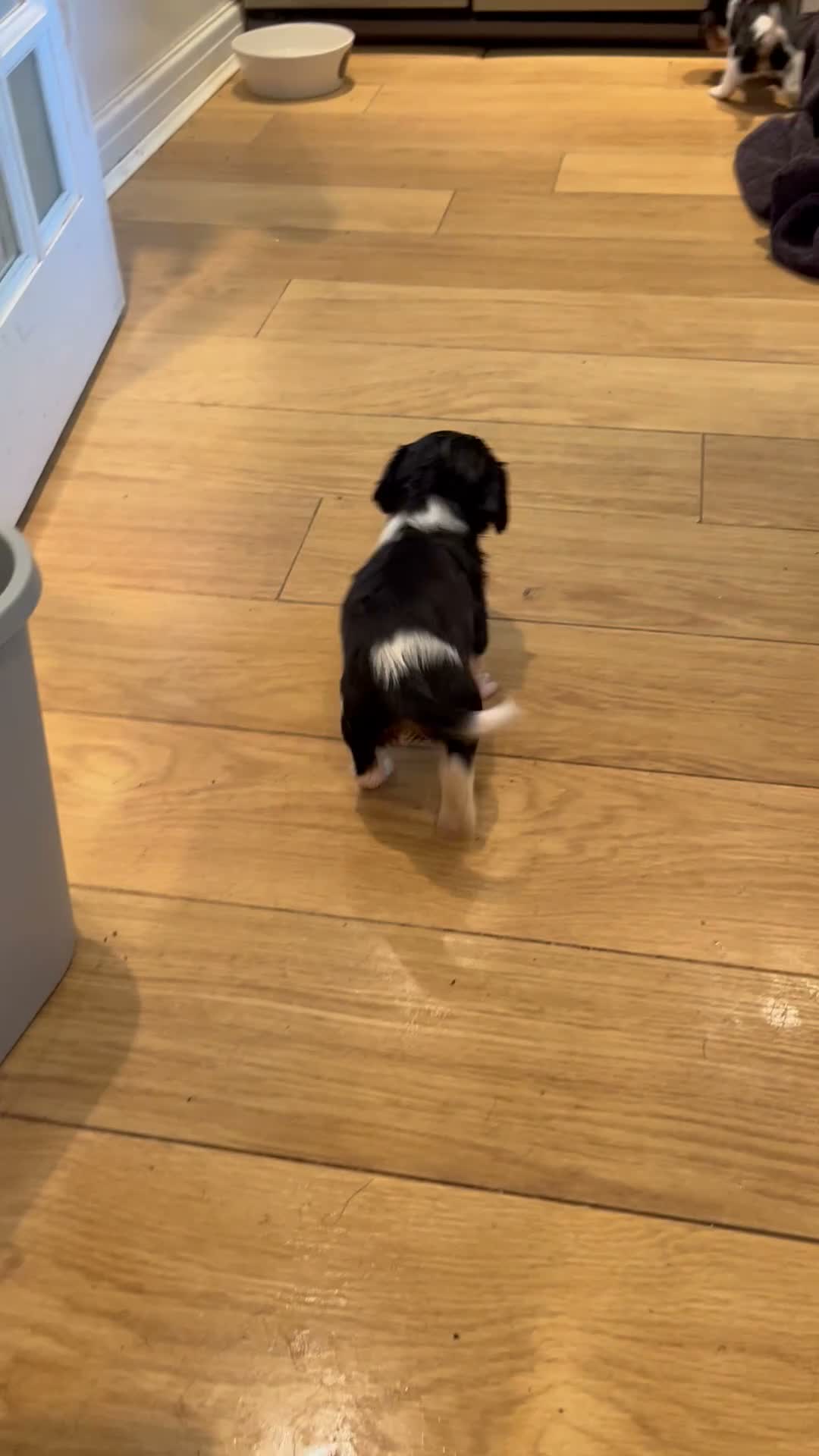 Cavalier King Charles Spaniel dogs for sale: Cavalier king Charles puppy for sale  - Video 1