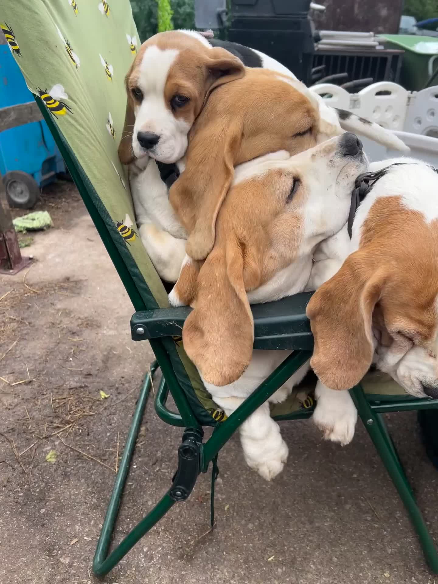 Beagle dogs for sale: kc reg pups ready NOVEMBER  - Video 3