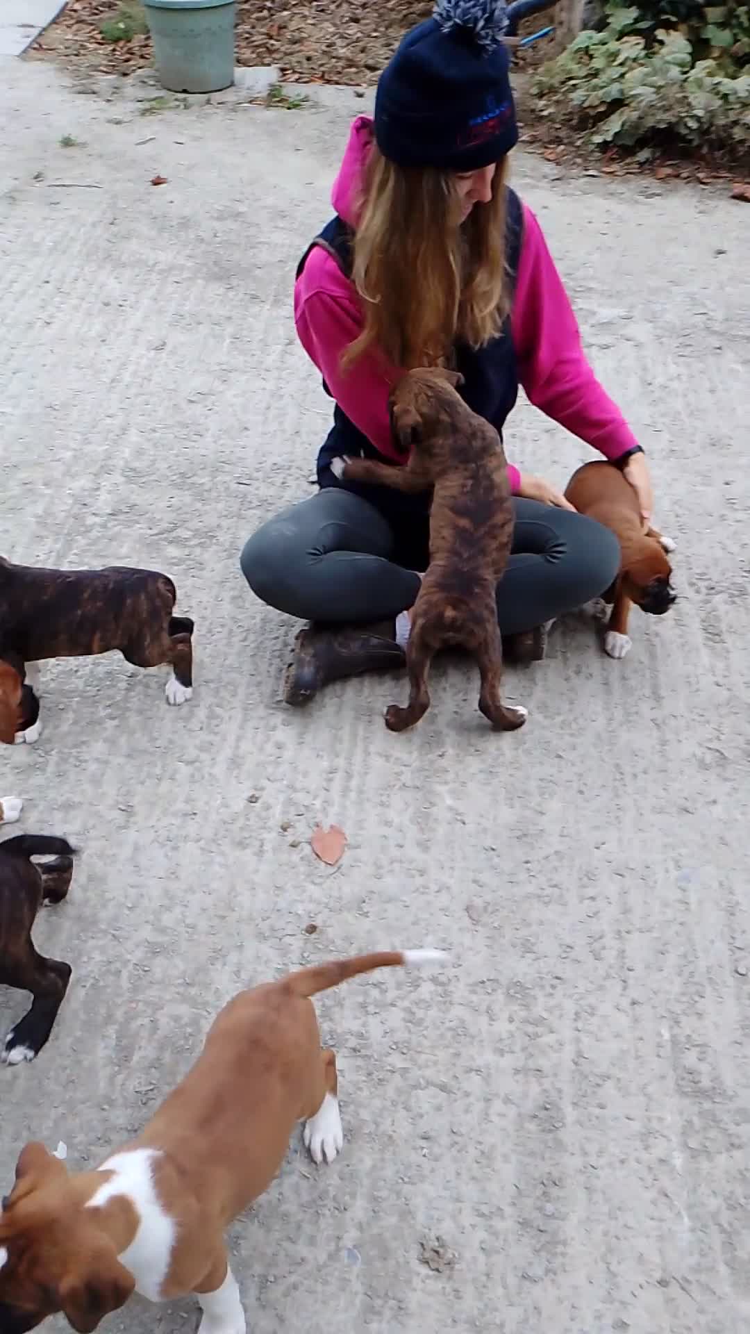 Boxer dogs for sale: Health Tested COI 1.5% KC Registered - Video 1