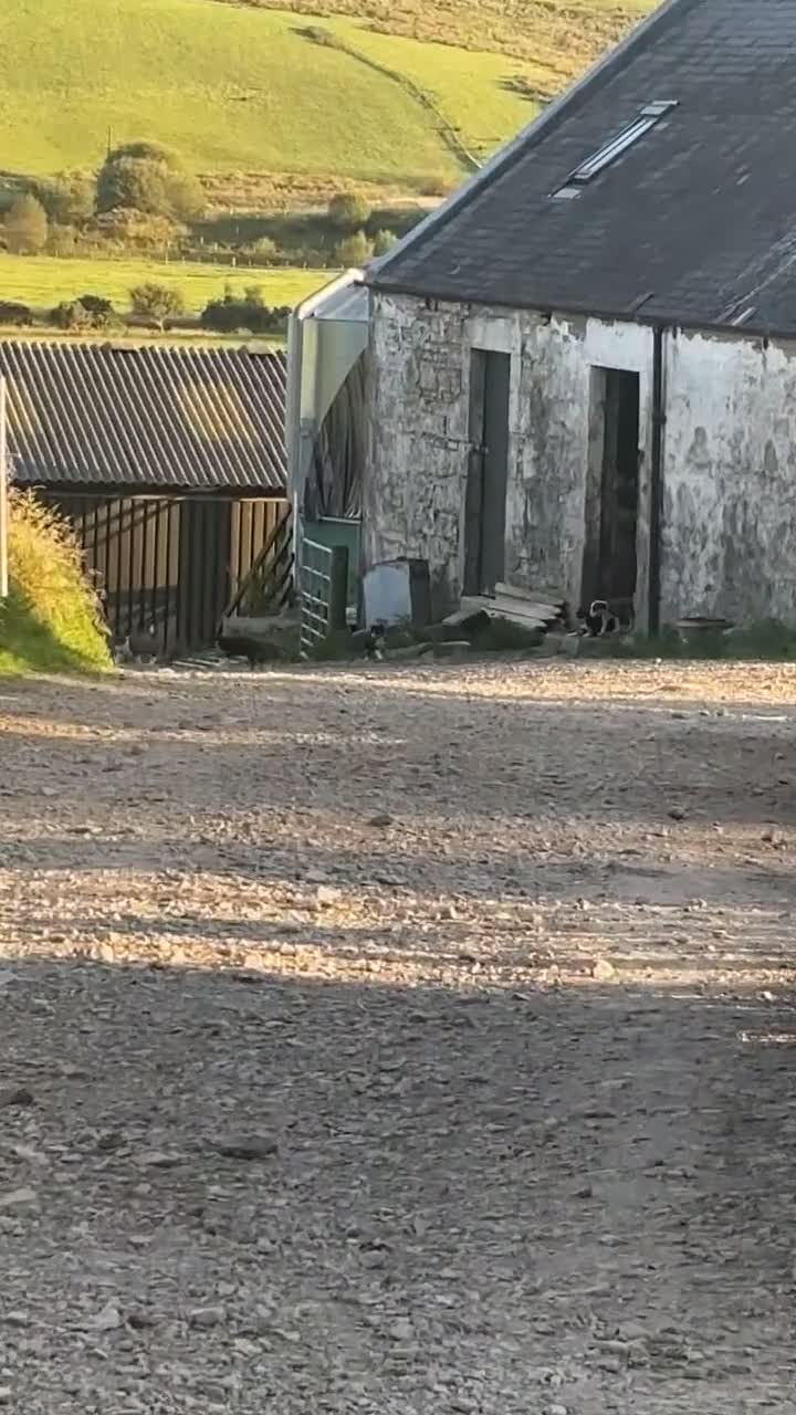 Border Collie dogs for sale: Collie pups  - Video 1