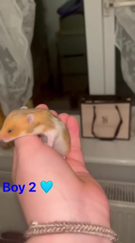 Hamster rodents for sale: 4 SYRIAN BABYS FOR SALE 💗 - Video 2