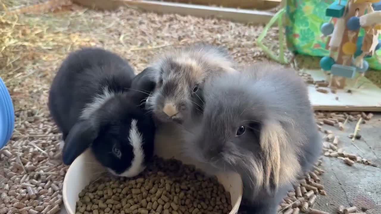 Mini Lop rabbits for sale: Mini lops Ready to go!  in Canterbury - Video 1