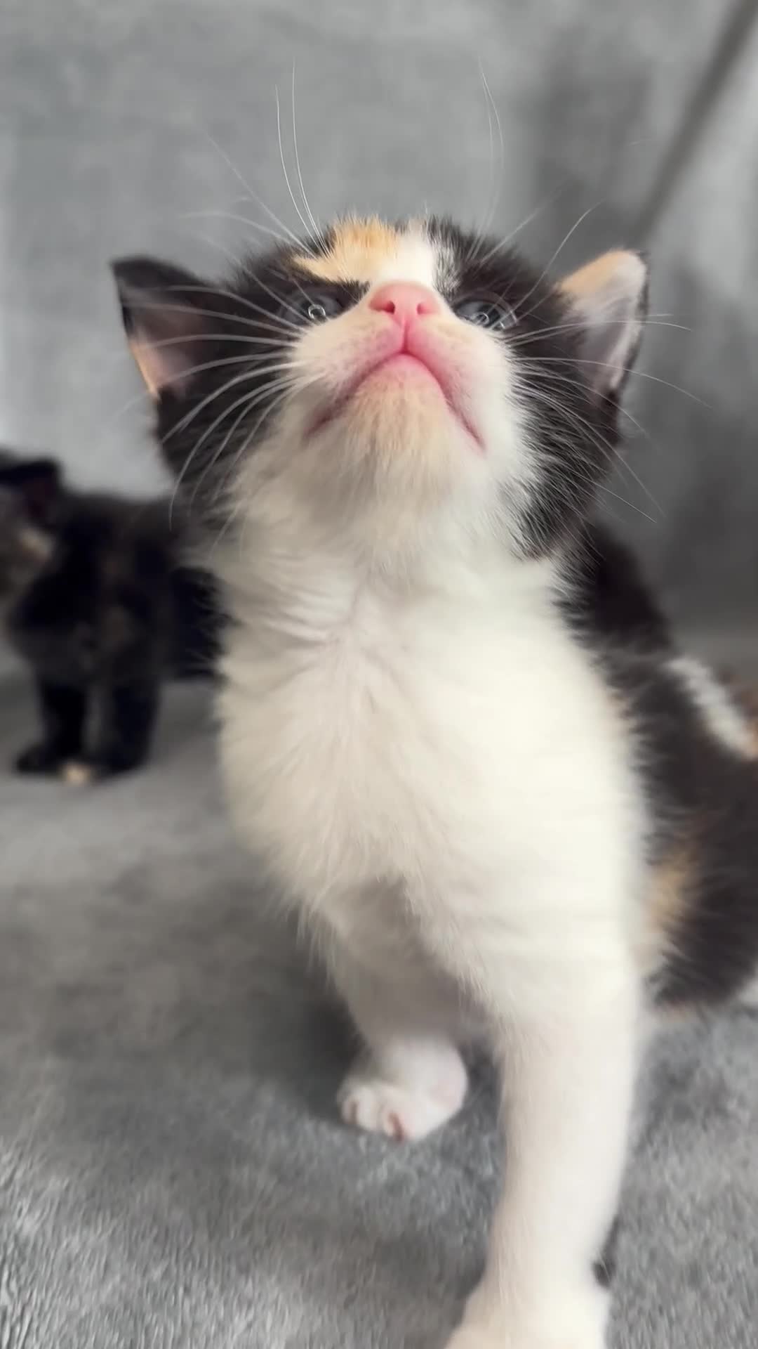 Mixed Breed cats for sale: 🖤🐱Kittens - Only 2 boys left! (Ready now)🐱🖤 in Bridgend - Video 3