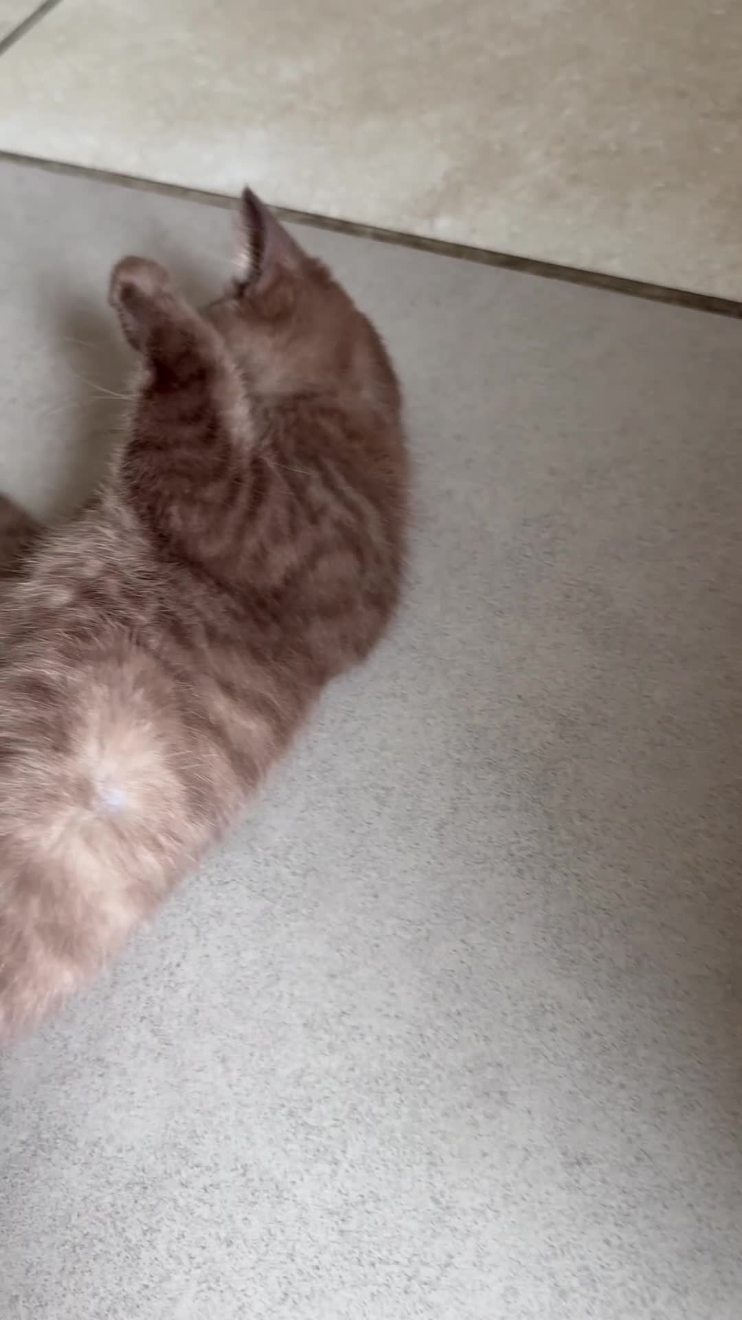 British Shorthair cats for sale: Gccf reg. British Shorthair Lilacs,Black - Video 2