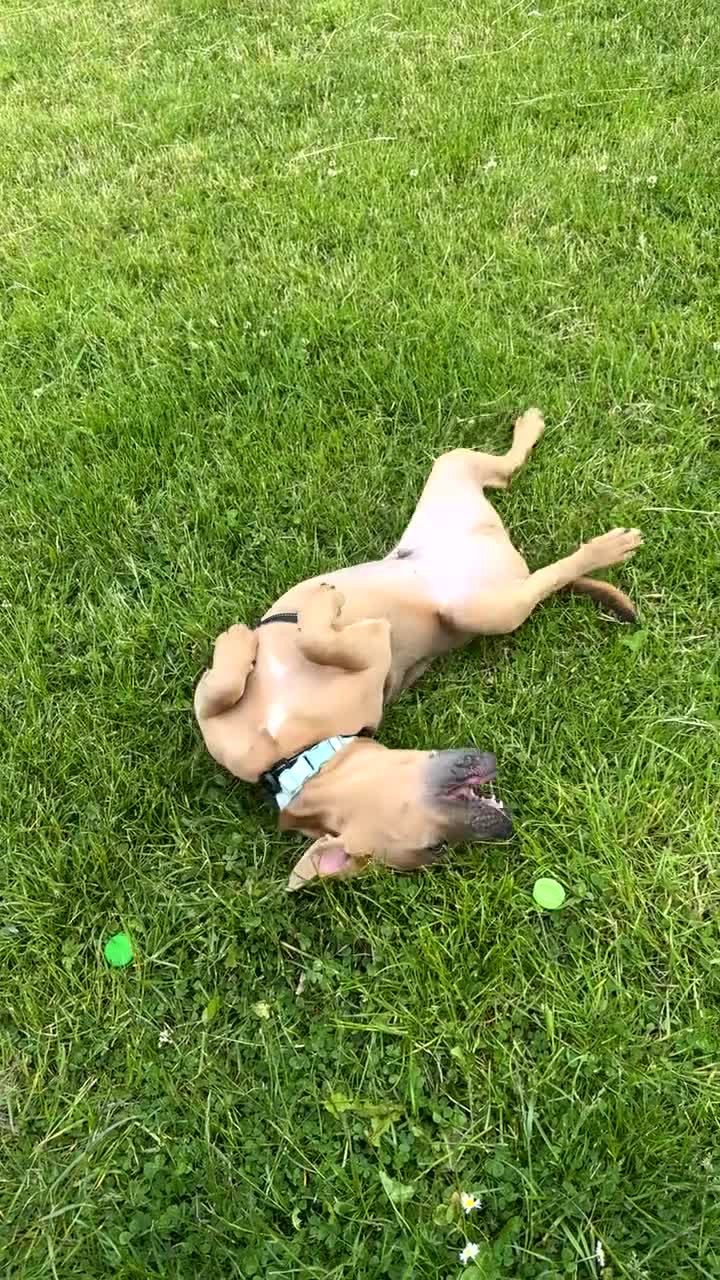 Mixed Breed dogs for sale: Frenchie Jack in Glasgow - Video 1