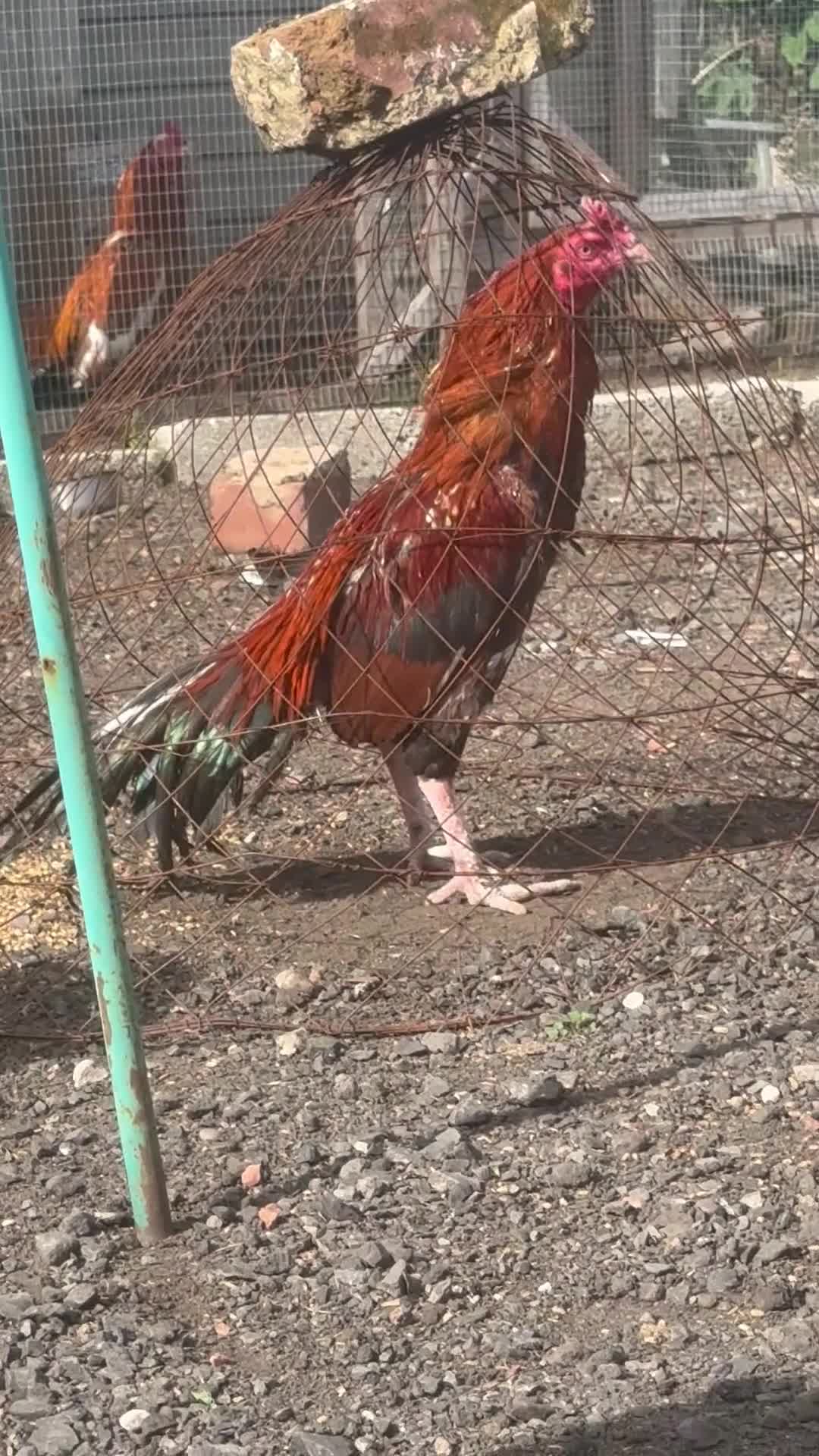 Chickens poultry for sale: X2 Mianwali Aseel Asil not shamo Thai  - Video 1