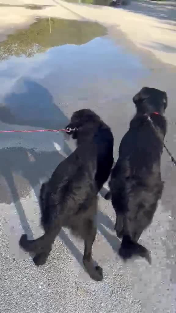 Mixed Breed dogs for adoption: Adopt beautiful Basil and George !  - Video 2