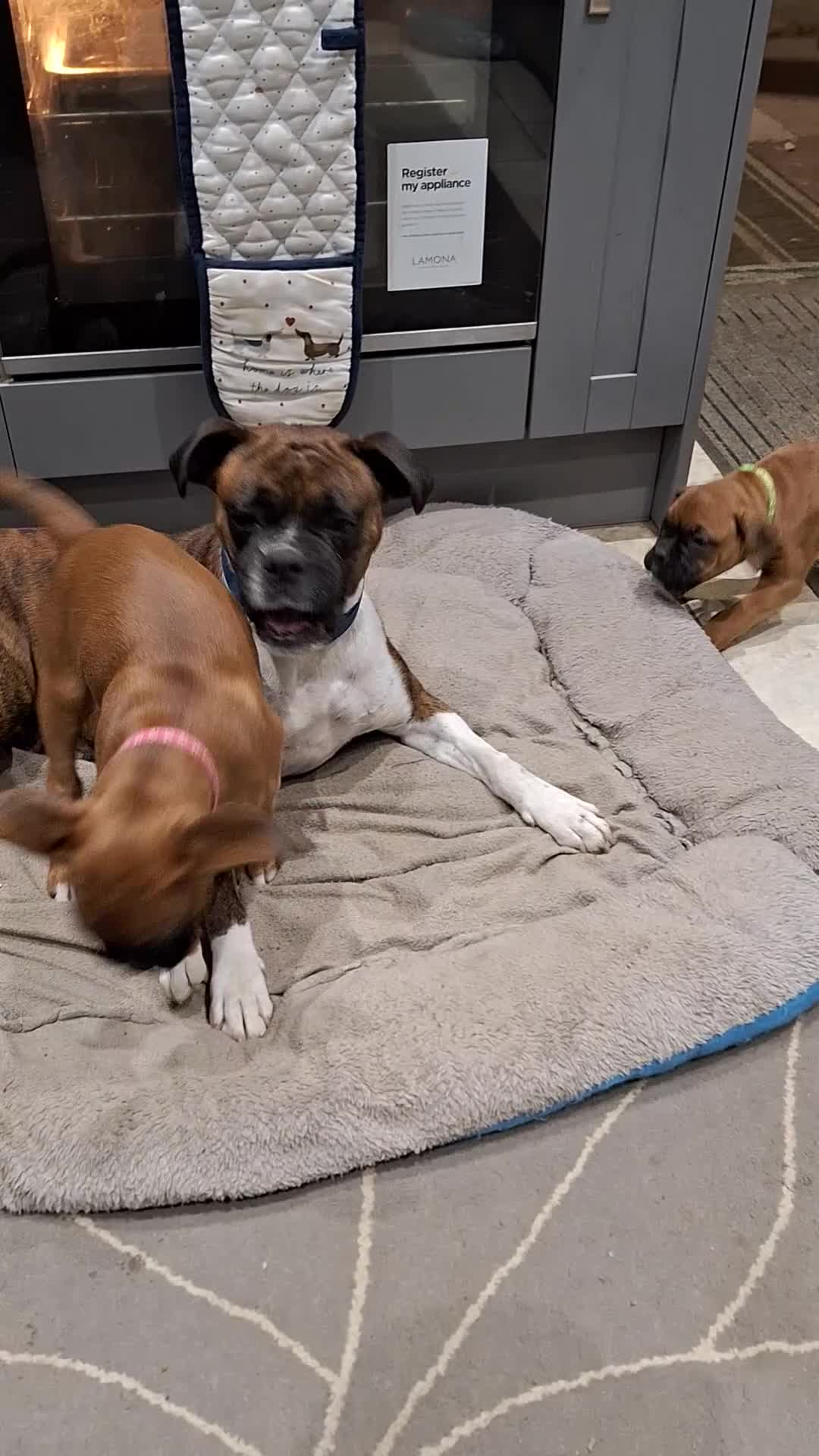 Boxer dogs for sale: Boxer puppies kc registered 5 star licence  - Video 2