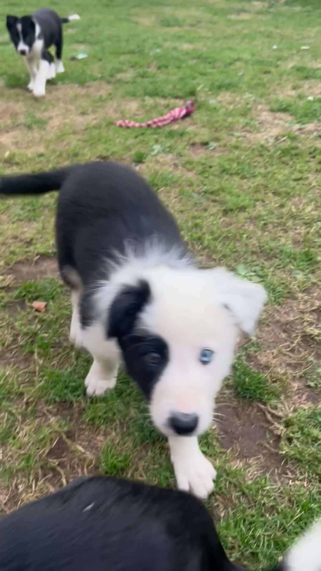 Border Collie dogs for sale: 2 working collie pups left both girls  - Video 2