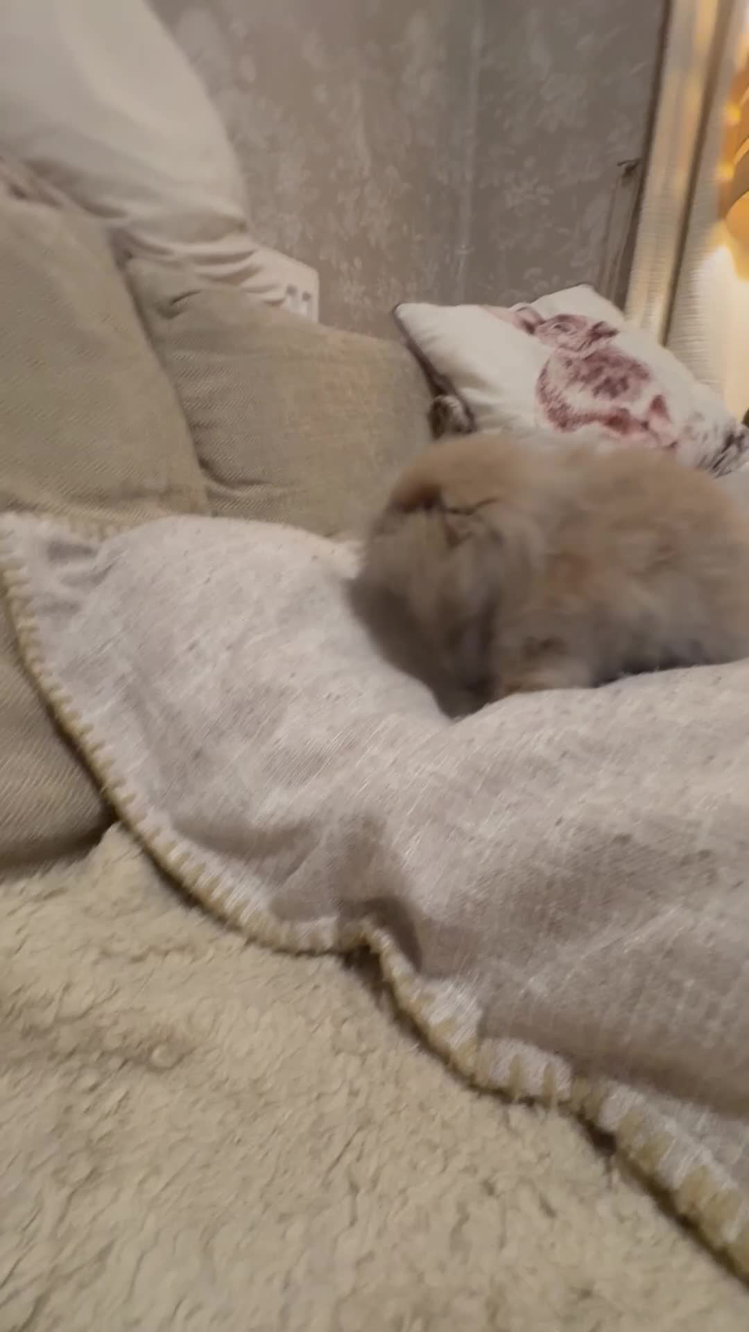 Mini Lion Lop rabbits for sale: Fluffy mini lion lop baby bunny rabbits  - Video 1