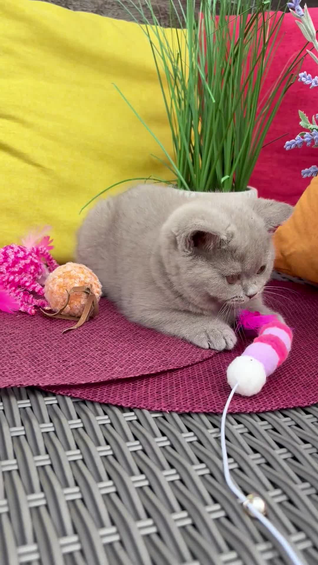 British Shorthair cats for sale: British Shorthairs**READY NOW** - Video 1