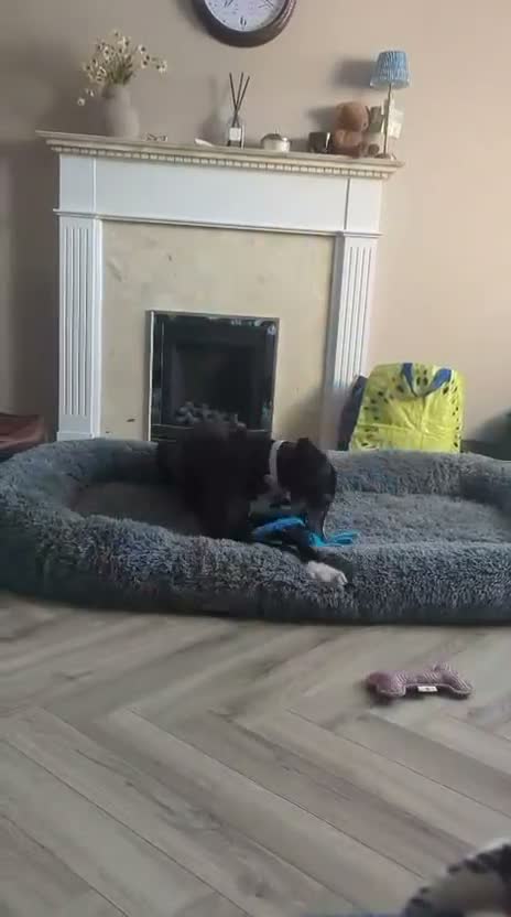 Mixed Breed dogs for adoption: ❤️Sweet SYLVIE❤️ 40-MPH Couch Potato in Leicester - Video 1