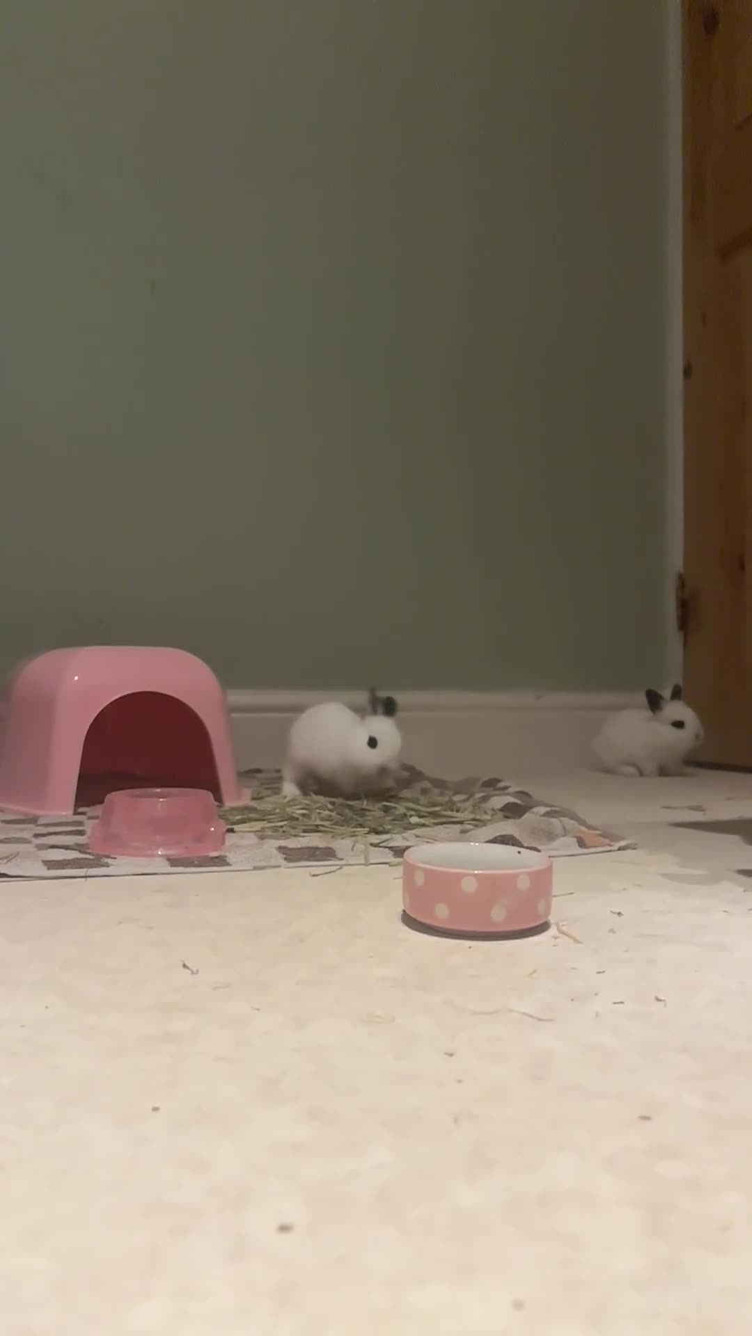 Mixed Breed rabbits for sale: Adorable Baby Lionhead Mix Bunnies - Video 1