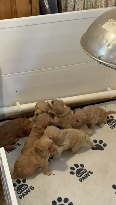 Labradoodle dogs for sale: 🐾 Labradoodle Puppies – Boys & Girls Available 🐾 - Video 1