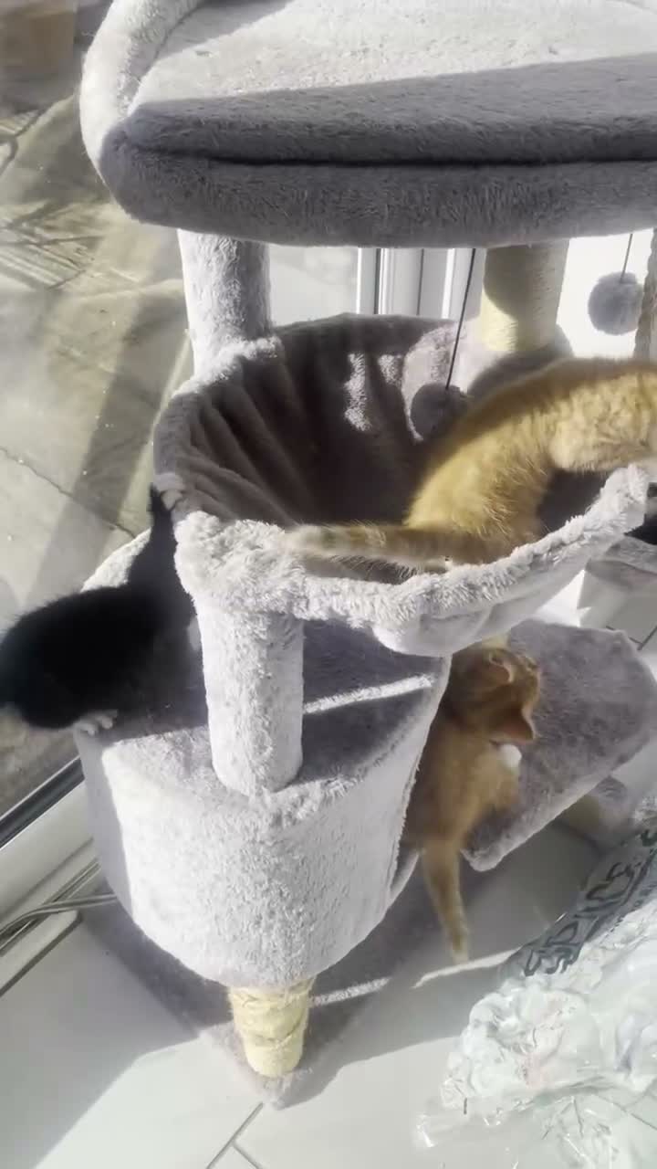 Mixed Breed cats for sale: British Shorthair Mix Kittens  - Video 3