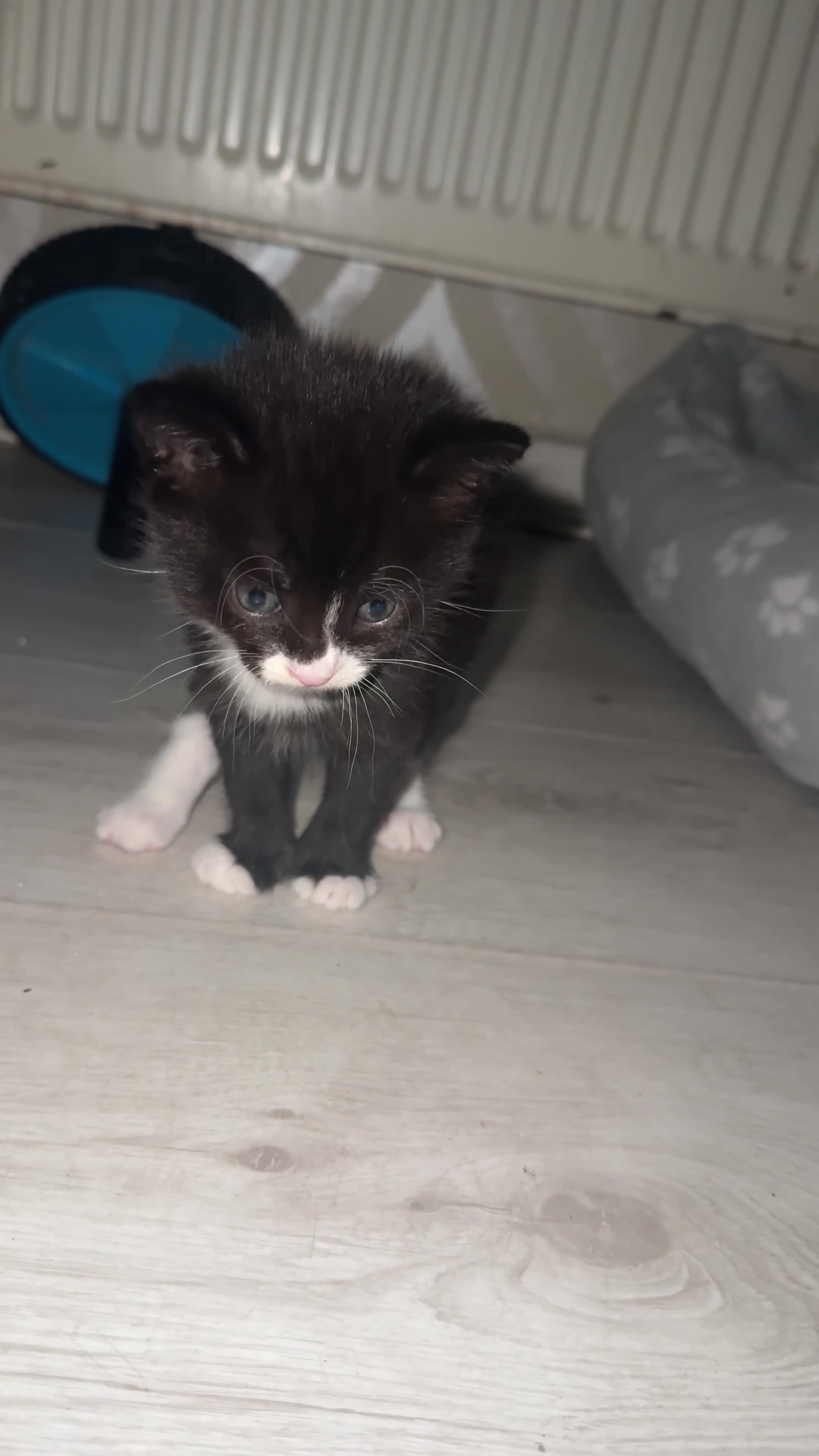 Mixed Breed cats for sale: Mixed breed  - Video 1