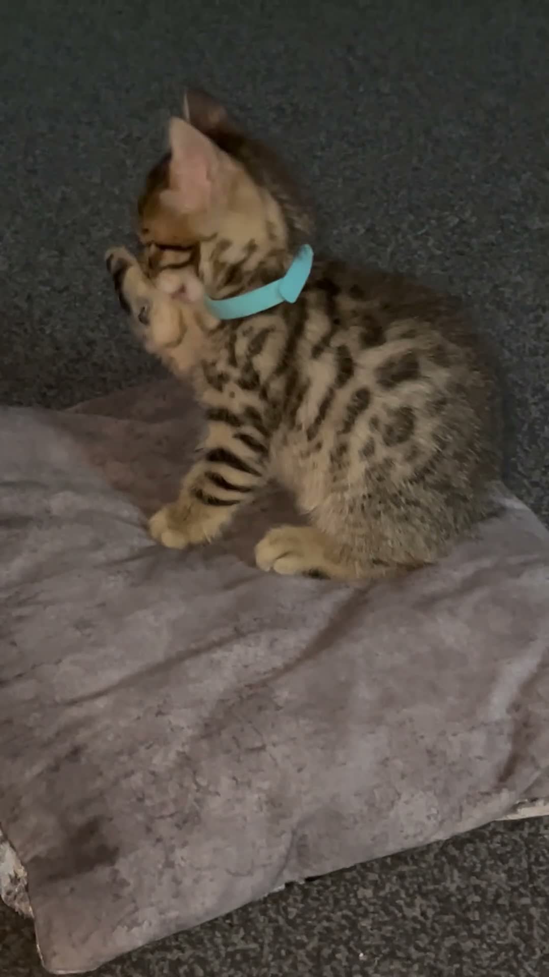 Bengal cats for sale: Bengal X - Video 2