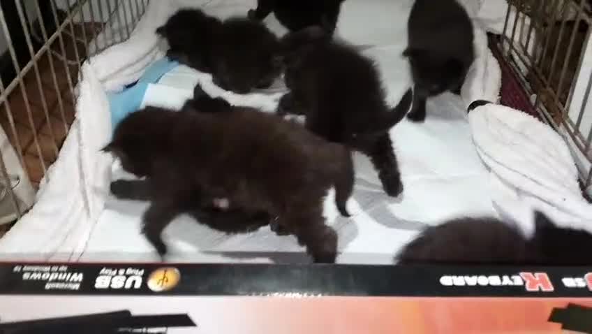 Ragdoll cats for sale: Ragdoll x maincoon - Video 5