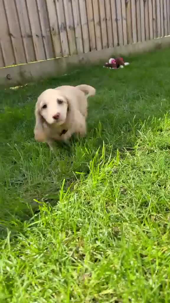 Miniature Dachshund dogs for sale: 1 GIRL LEFT KC Cream Mini Long haired Dachshunds - Video 1