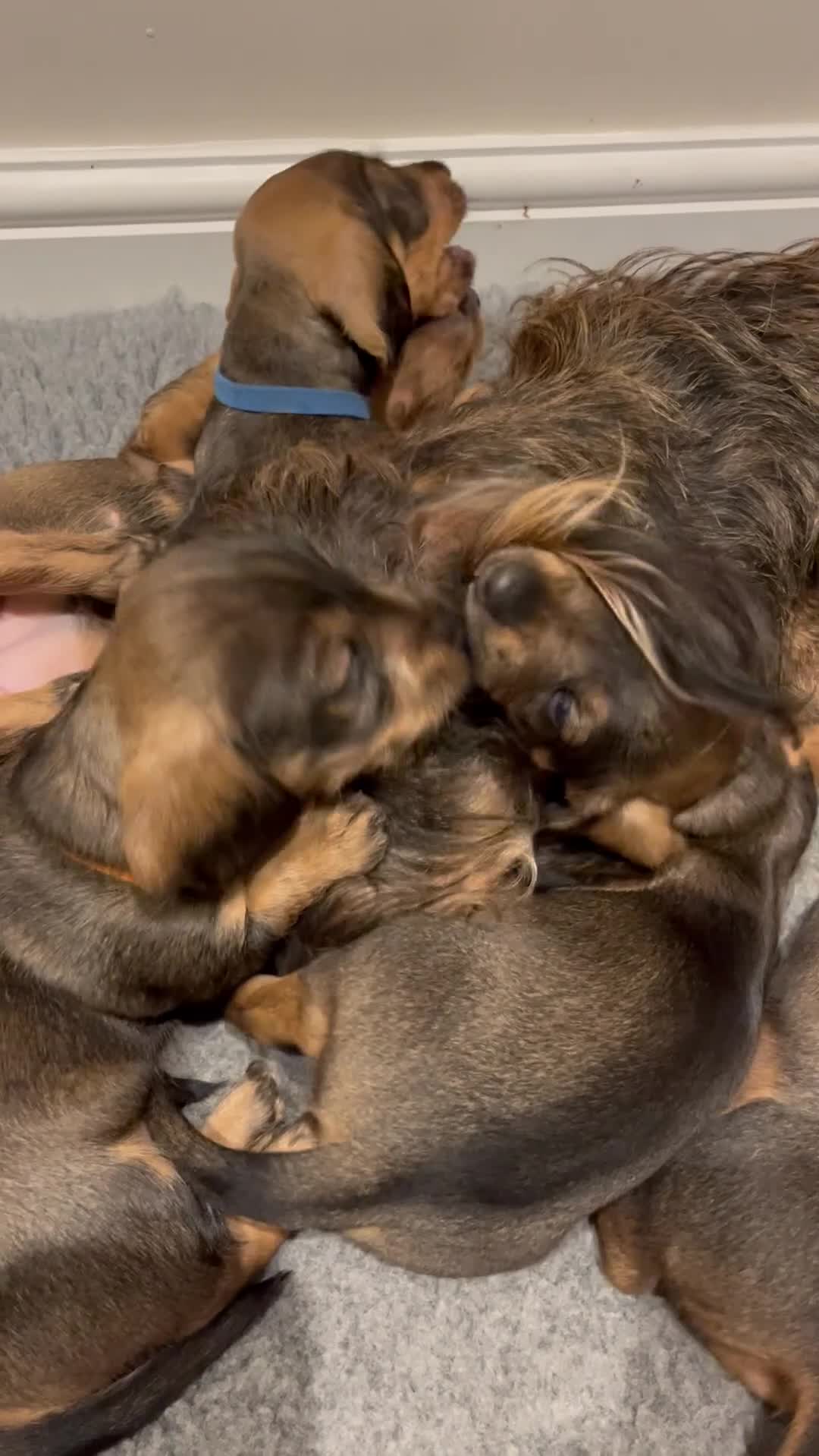 Dachshund dogs for sale: Standard Wire Haired Dachshund puppies - Video 1