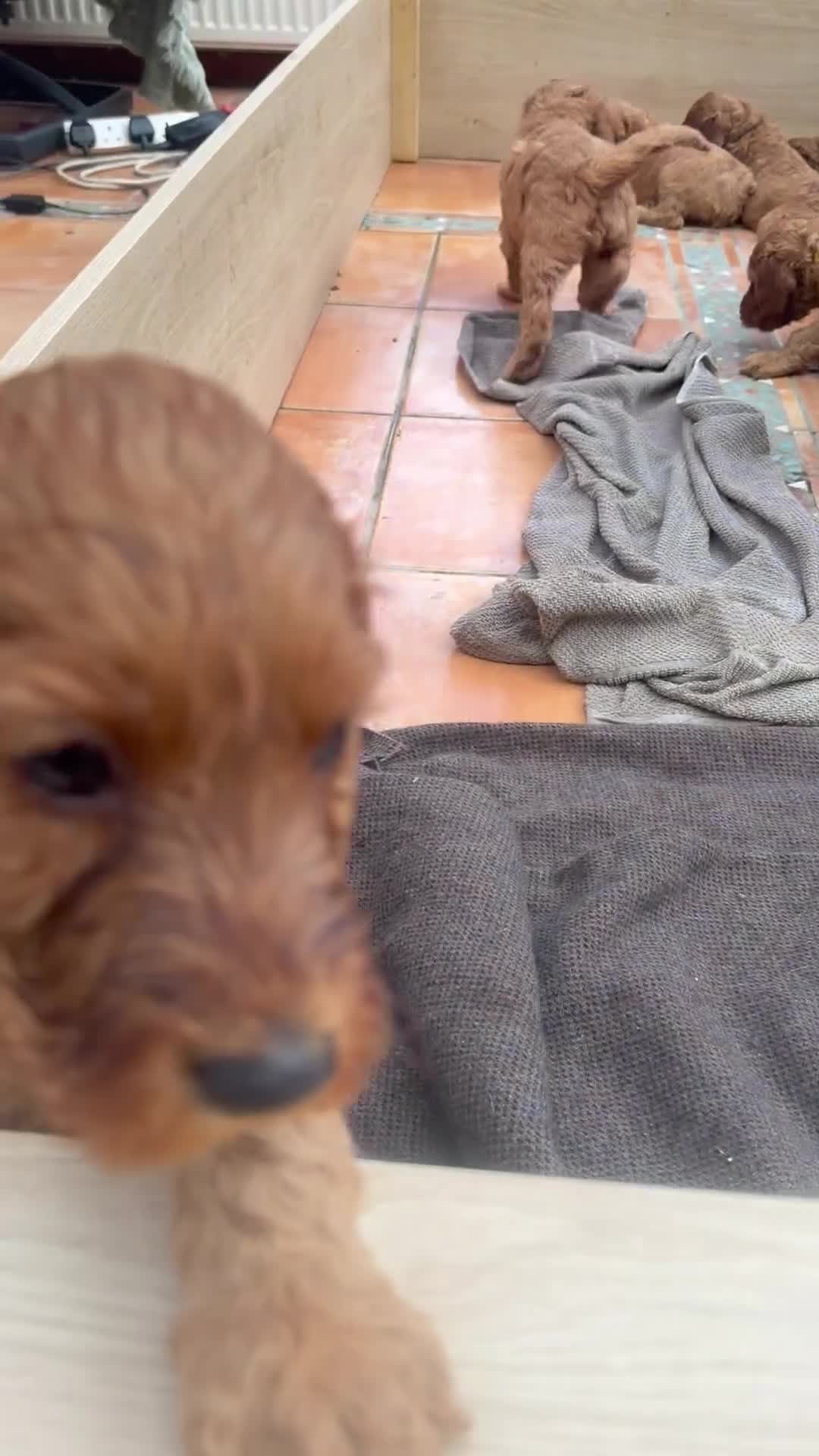 Irish Doodle dogs for sale: READY TO LEAVE. Adorable Irish Doodle puppies - Video 2