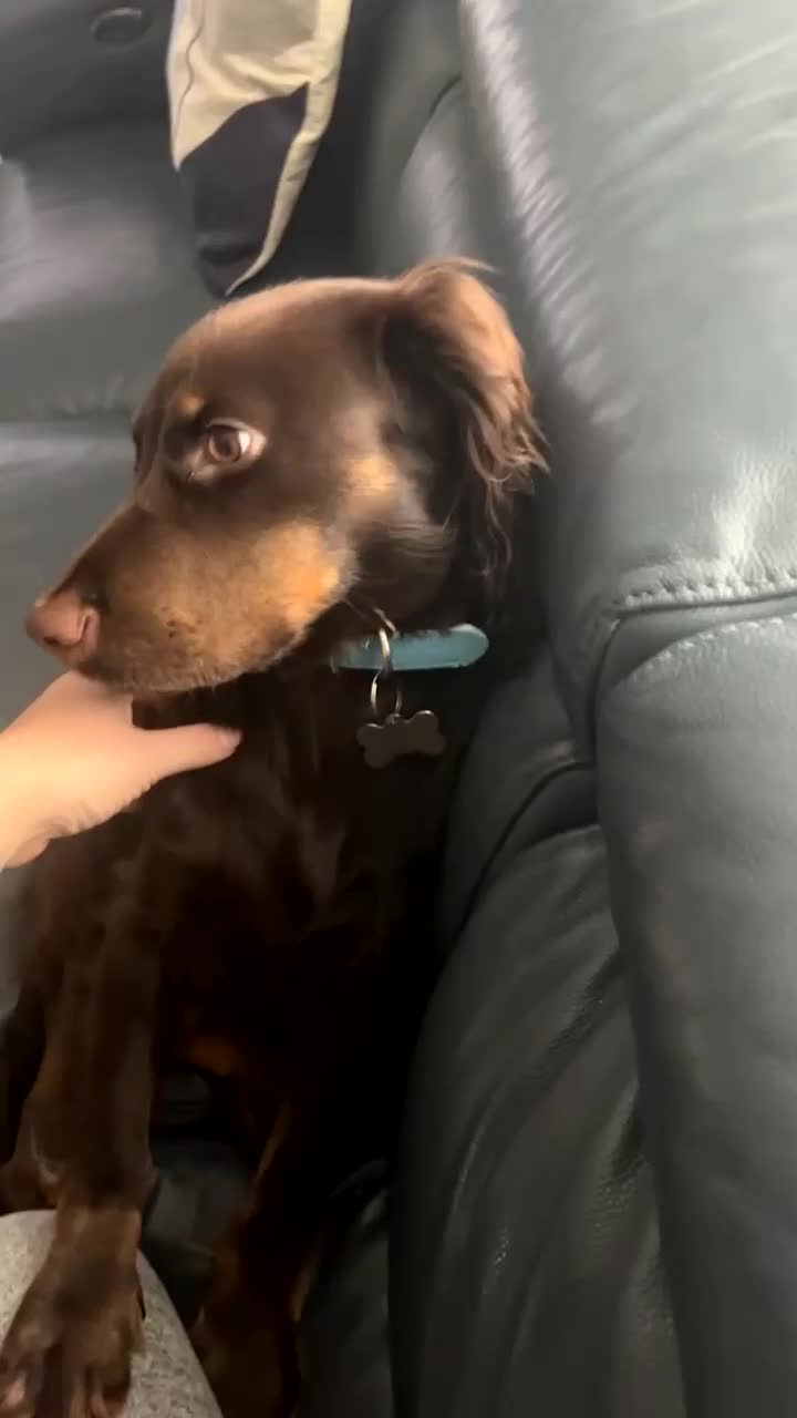 Cocker Spaniel dogs for sale: 9 month old male cocker spaniel  in Ayr - Video 3