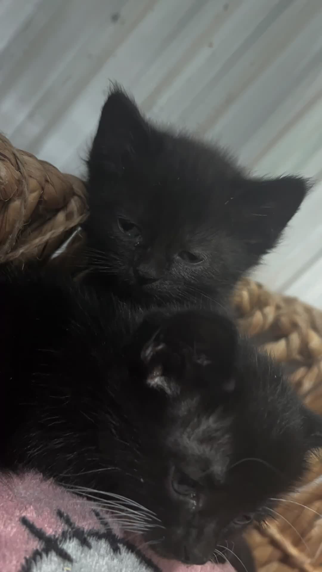 Mixed Breed cats for sale: 4 beautiful kittens ready for new home - Video 1
