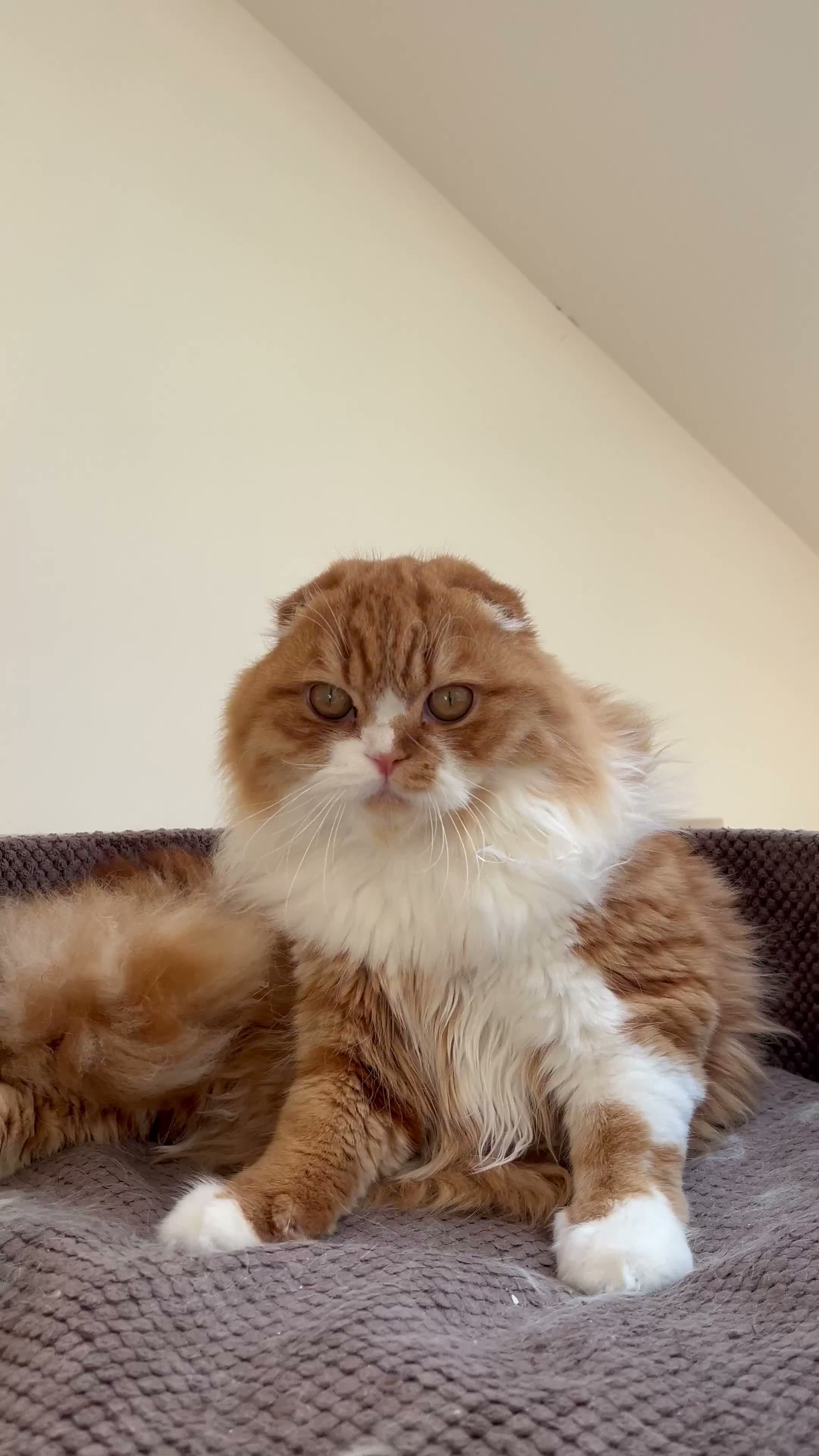 Scottish Fold cats for sale: KOALA – Beautiful Scottish Fold Boy TICA pedigree - Video 1