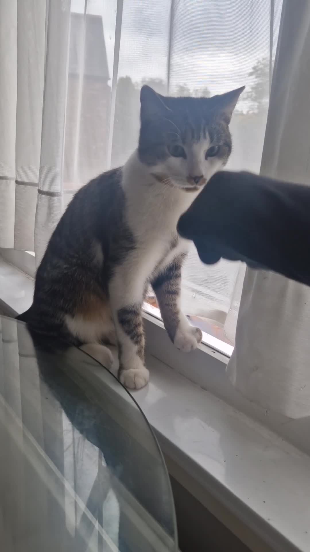 Domestic Shorthair cats for sale: Cat available today - Video 1