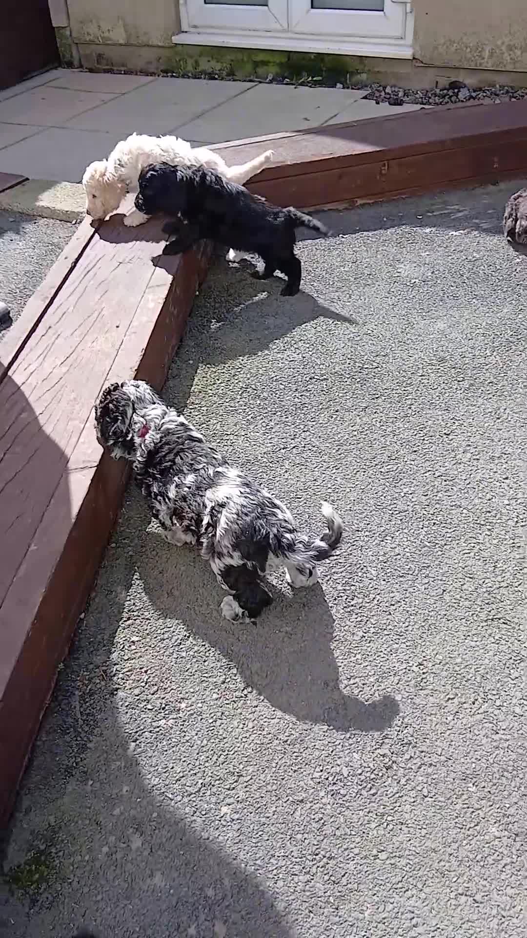 Cockapoo dogs for sale: 🐶Ready to leave this weekend!!Two boys left!!😍 - Video 1