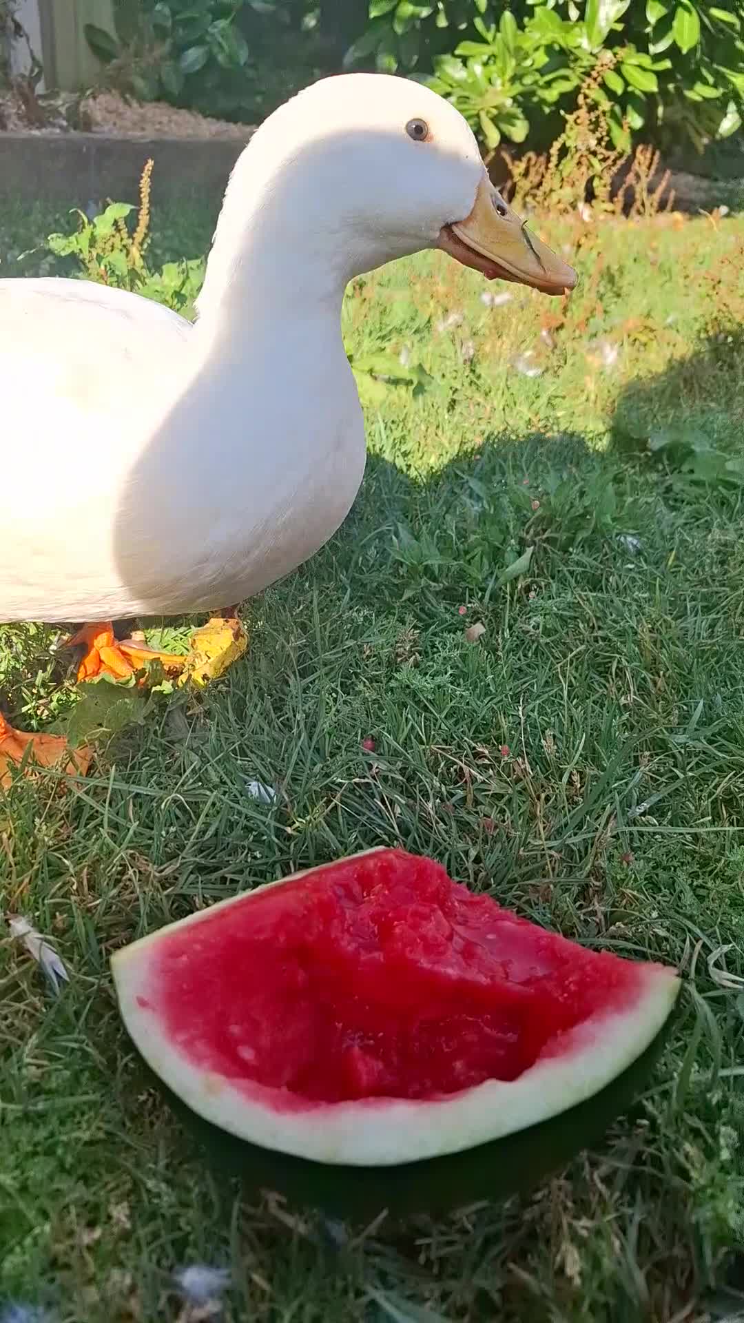 Ducks poultry for sale: 2 x Drakes and/or 8 x hens in need of a good home in Chard - Video 1