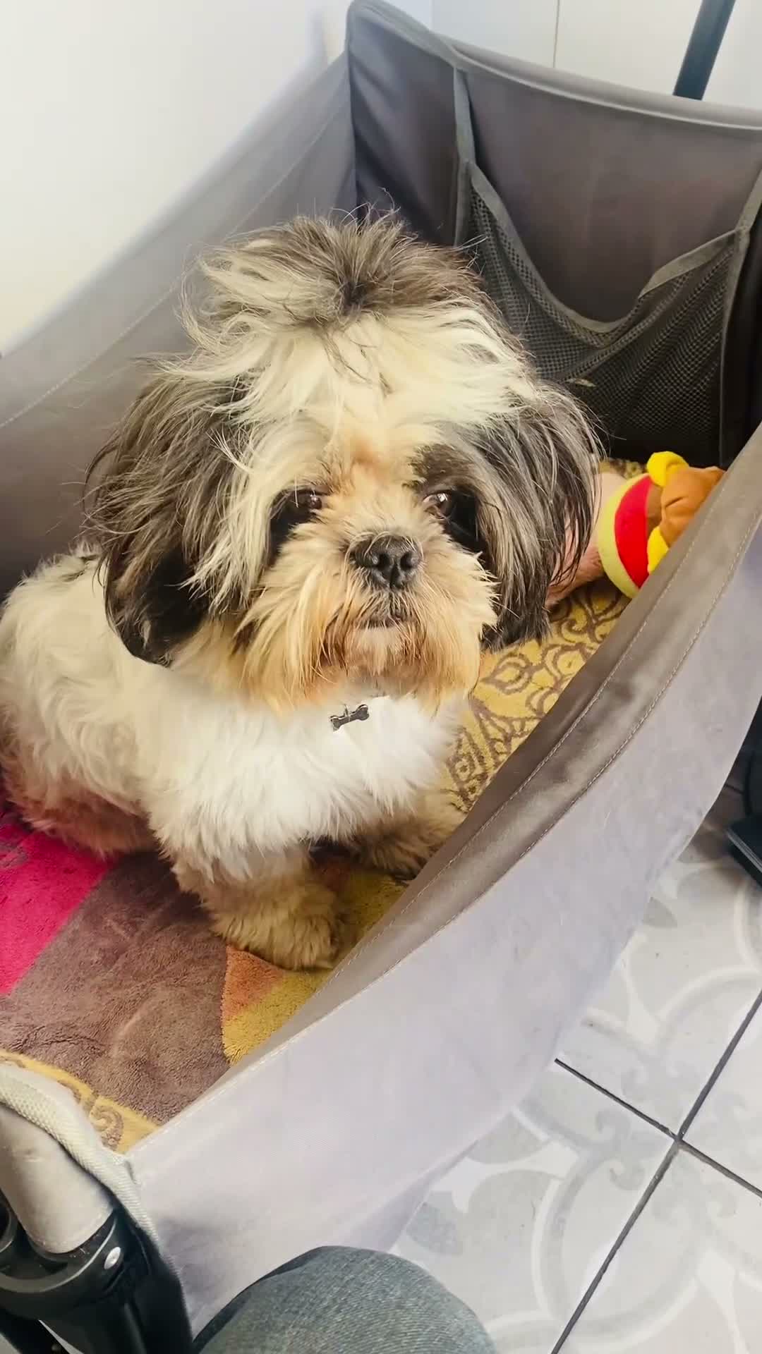 Cava Tzu dogs for sale: Stunning Tricolour Cava Tzu Boy – Cavalier Look - Video 1