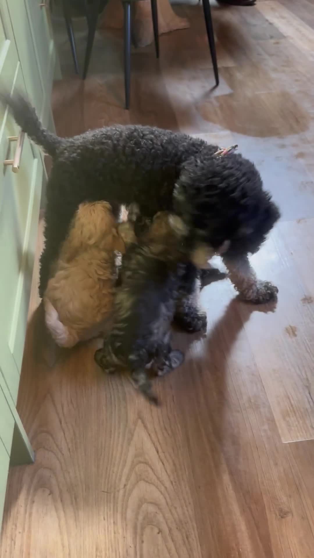 Schnoodle dogs for sale: Miniature Schoodle puppies - Video 1