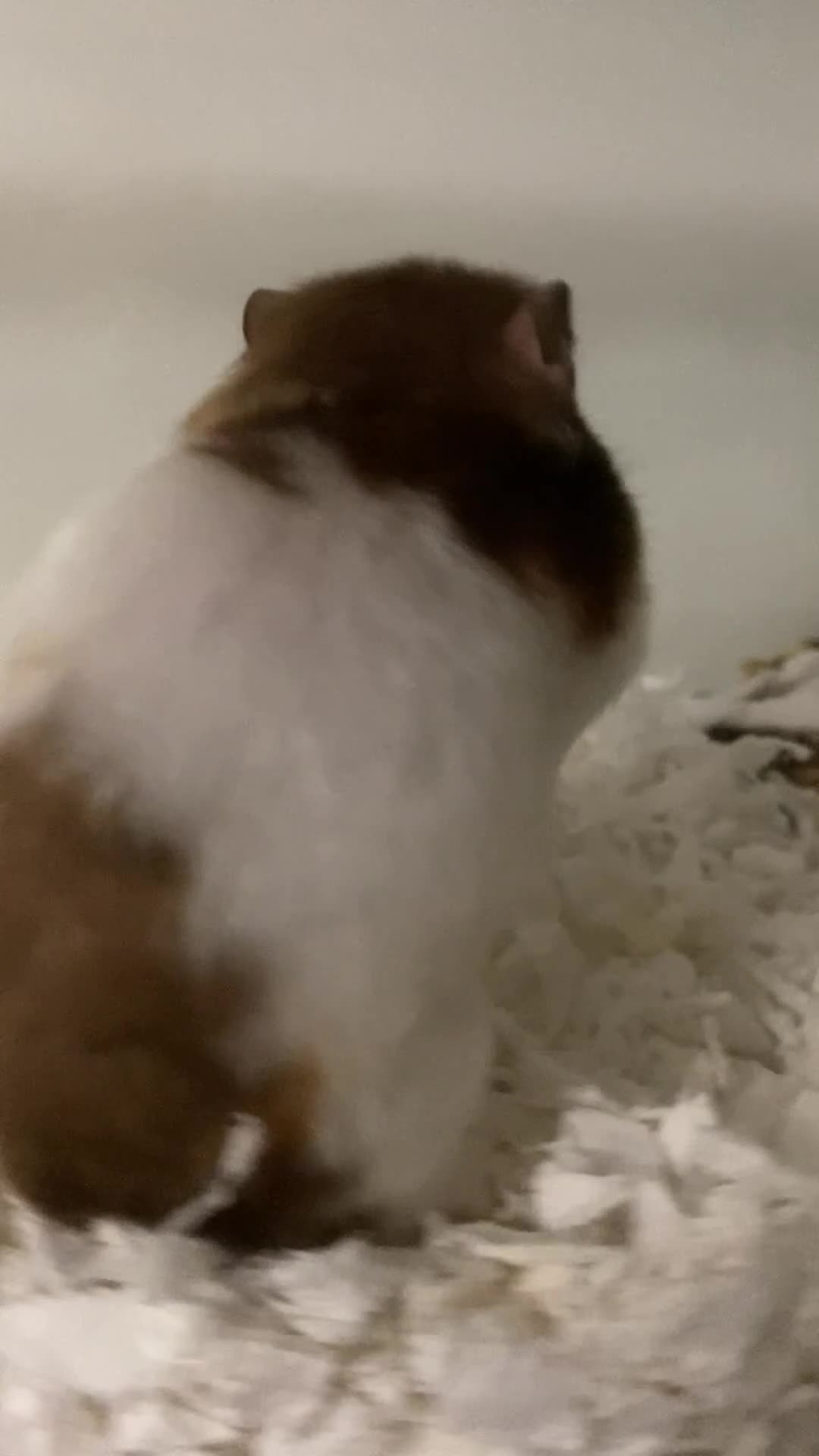 Hamster rodents for sale: Male Syrian hamster  - Video 1