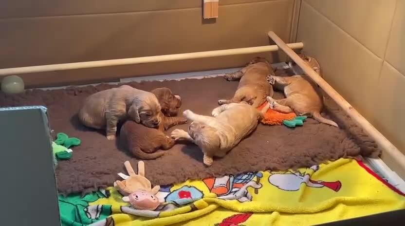 Cocker Spaniel dogs for sale: KC Registered Golden & Red Working Cocker puppies in Kendal - Video 1