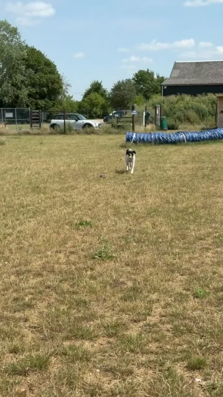 Pointer dogs for sale: Rufus: A Youthful 9-Year-Old English Pointer  - Video 5
