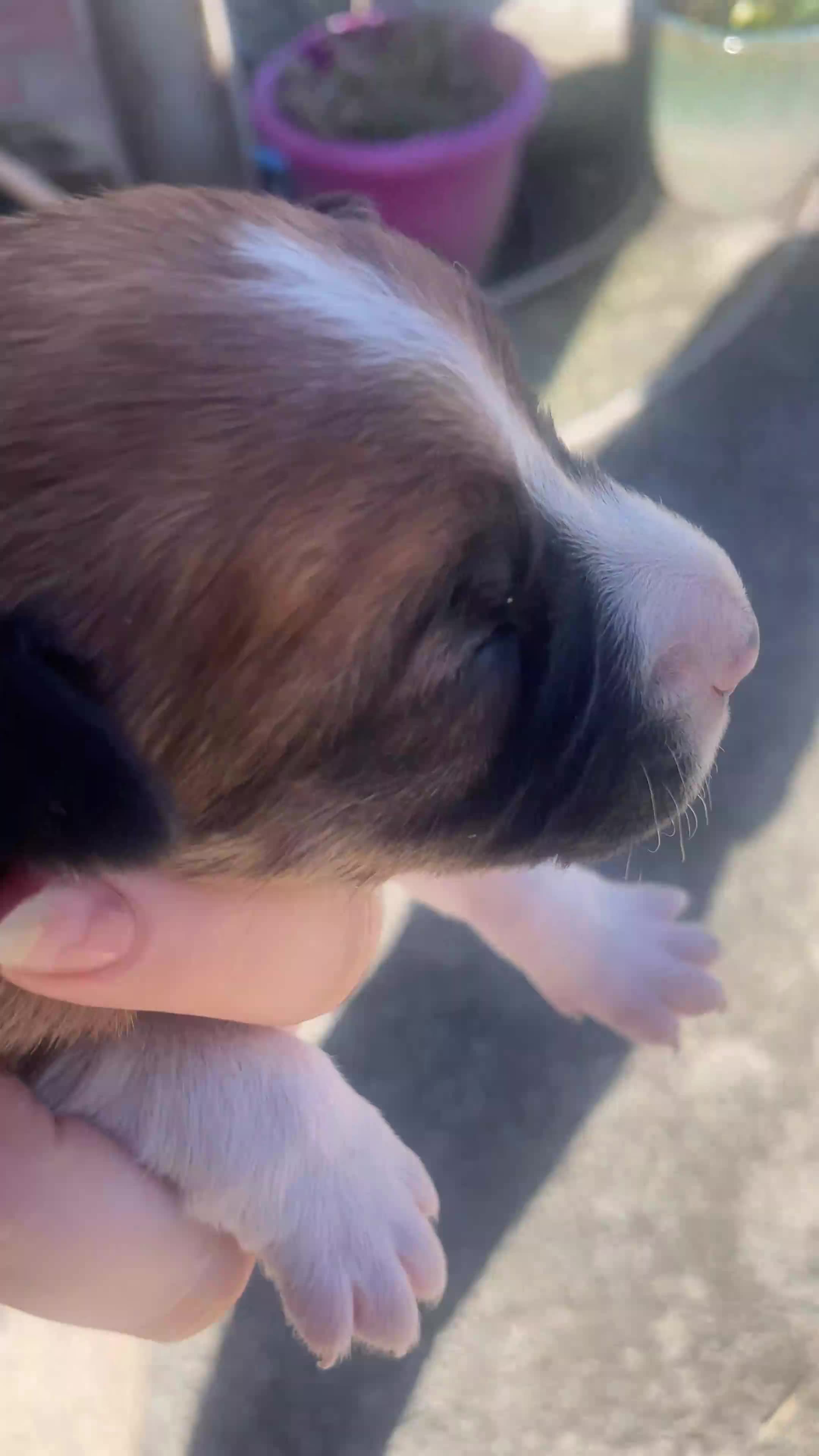 Welsh Collie dogs for sale: 4 welsh sheepdogs looking for their forever homes  - Video 1