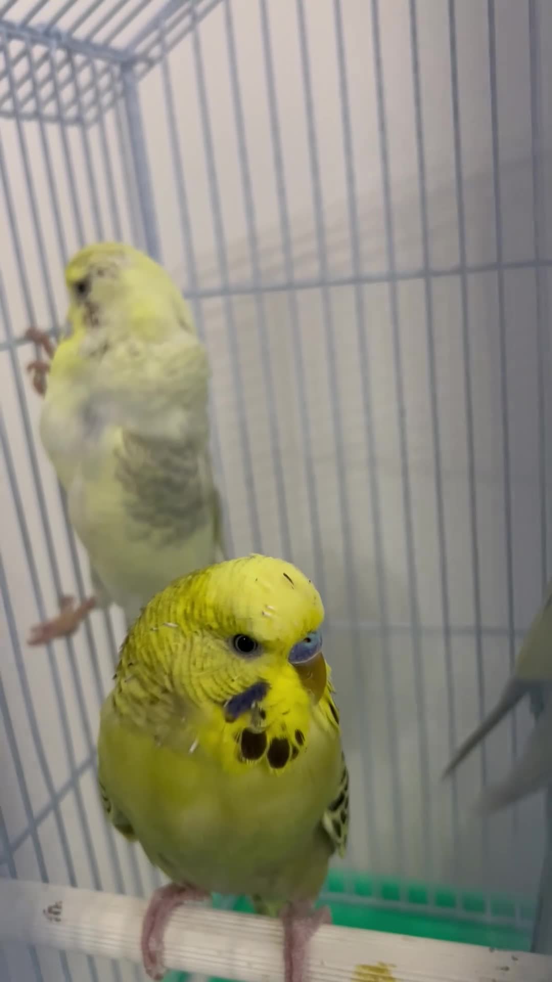 Budgerigars birds for sale: 12 Healthy Budgies for Sale – 7 Males & 5 Females - Video 1