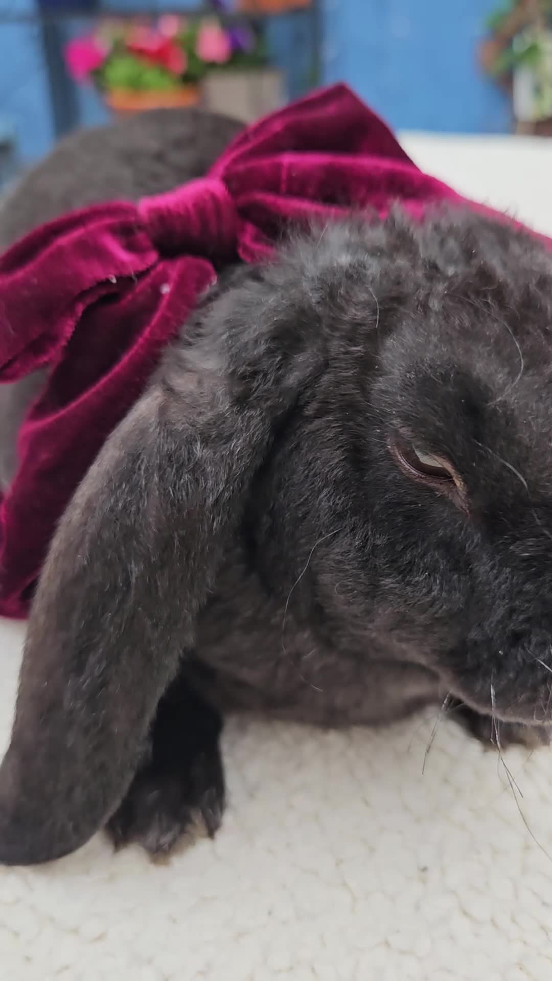 Rex rabbits for sale: Luxury Velveteen Lops  - Video 3