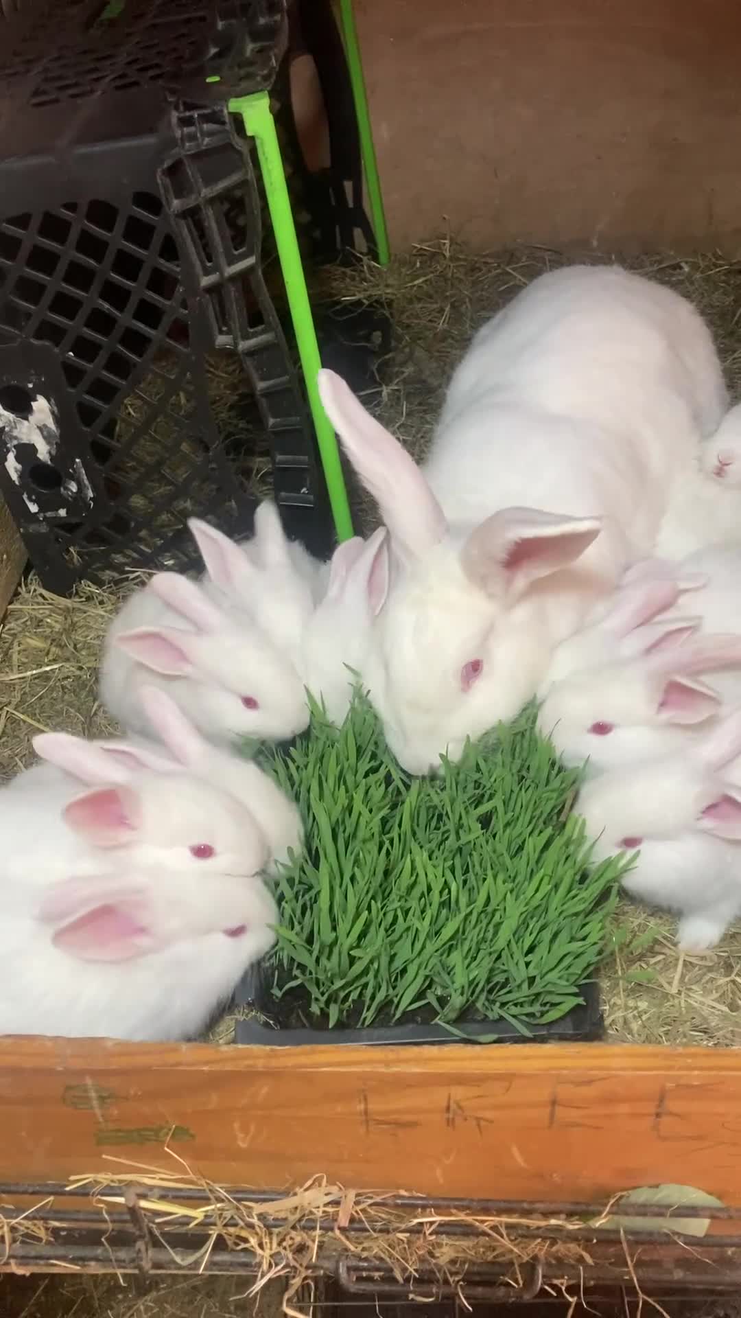 New Zealand rabbits for sale: New Zealand whites - Video 1