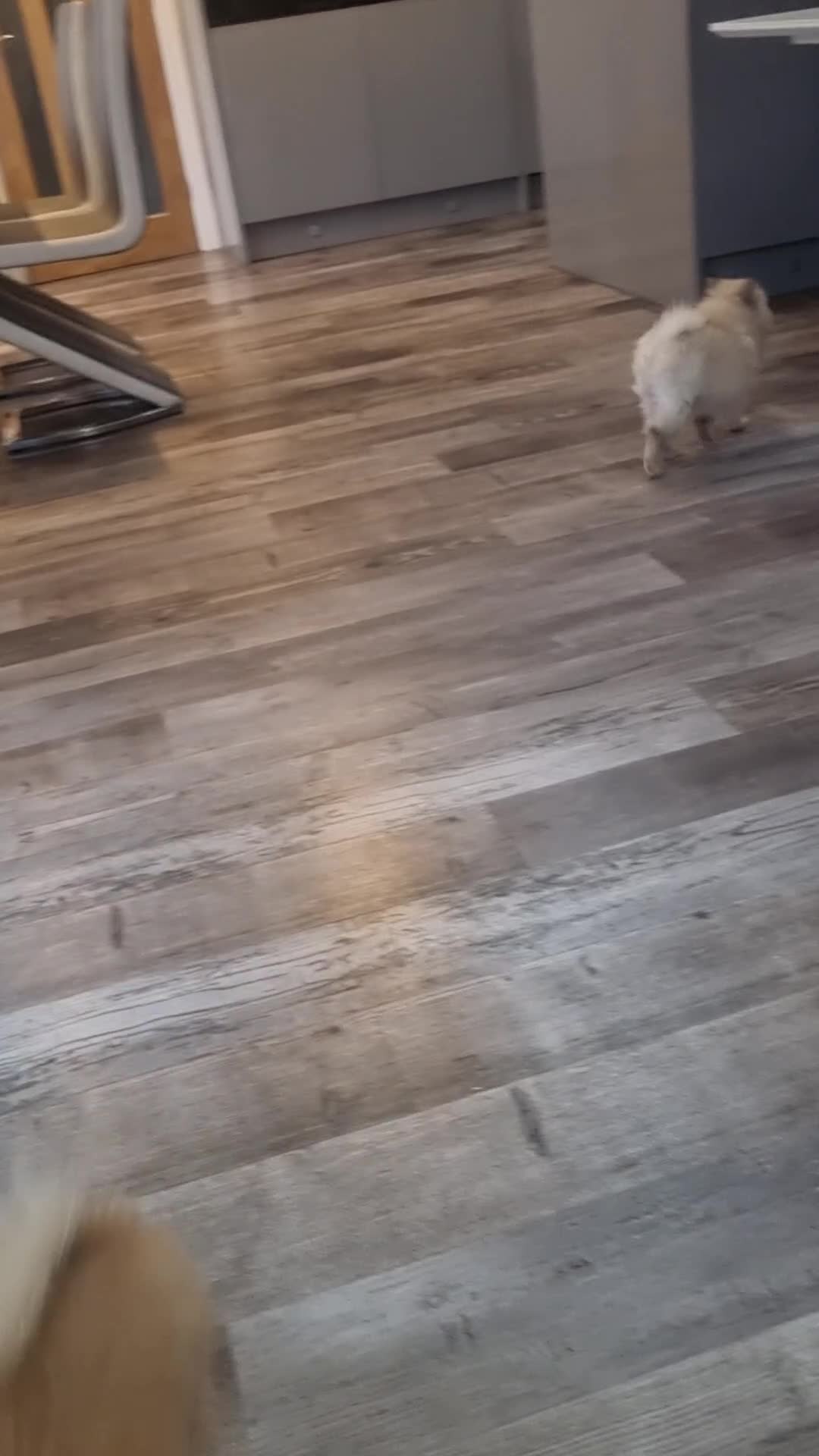 Pomeranian dogs for sale: Adorable Pomeraniums  in Bolton - Video 2