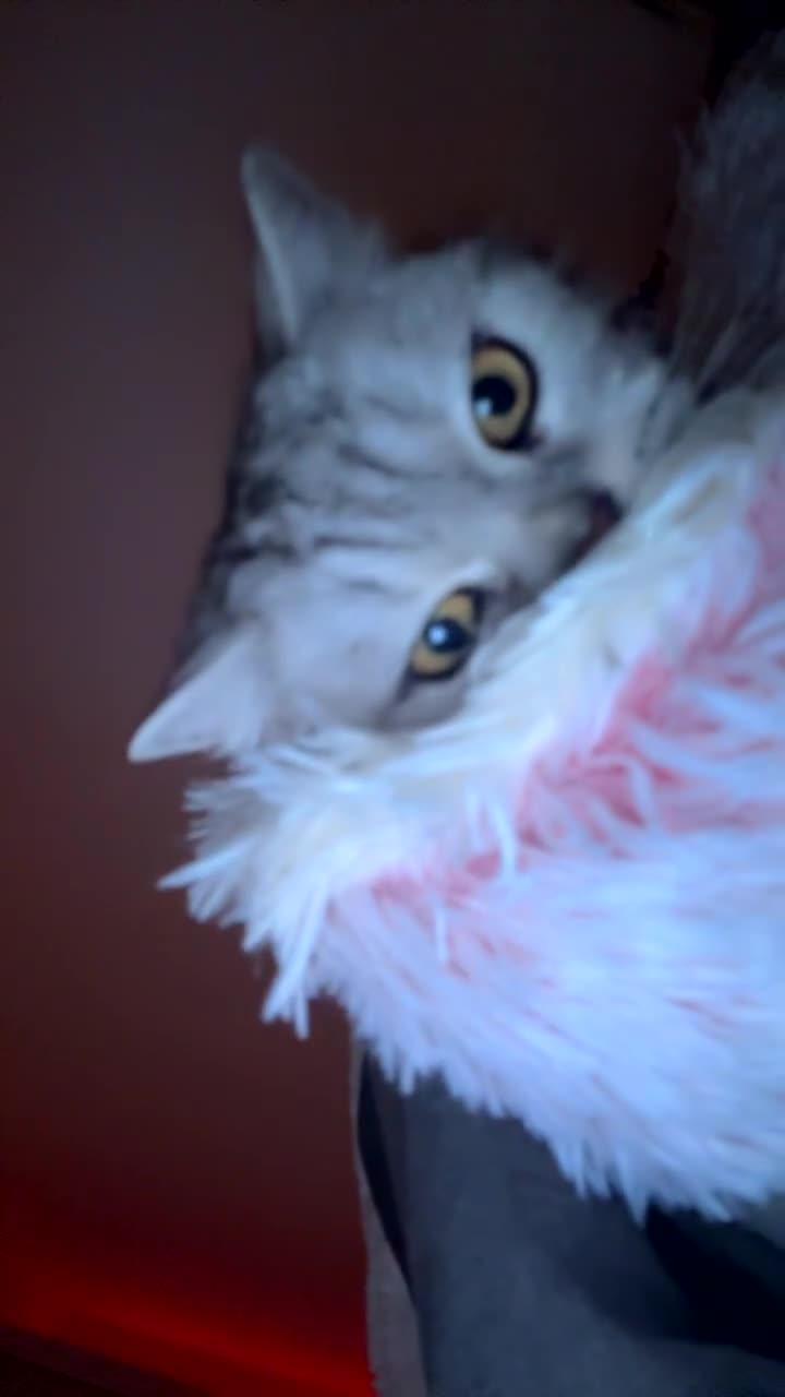 British Shorthair cats for sale: Tabby British short hair - Video 2