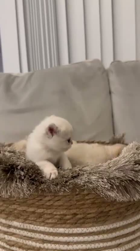 British Shorthair cats for sale: Rare Blue Golden British Shorthair Boy 💙 TICA Reg - Video 3