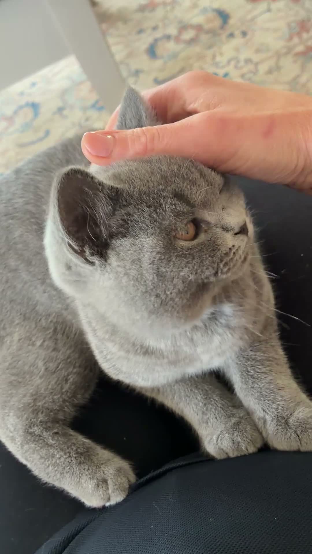 British Shorthair cats for sale: 2 British Shorthair Kittens  - Video 1