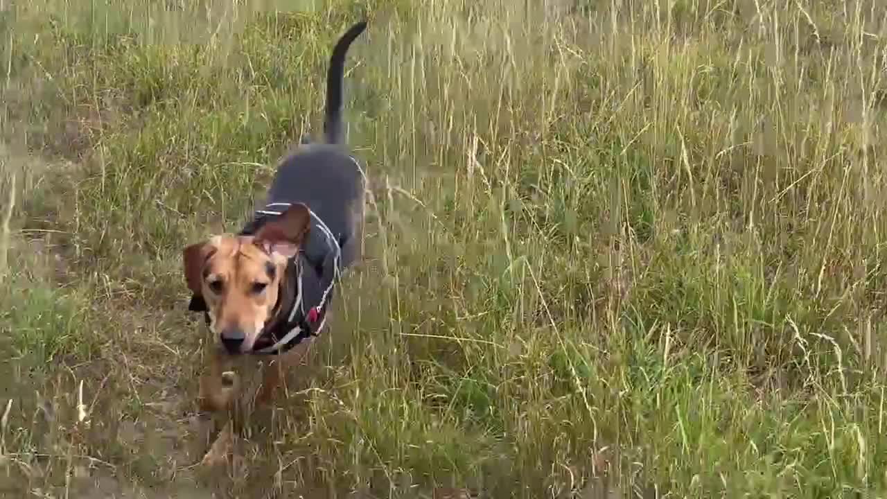 Mixed Breed dogs for adoption: LUNA - 9 months old, Adorable Girl Hound Mix Pup - Video 1